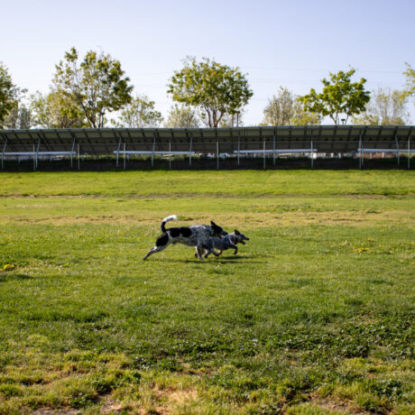 Dogs running around Flag City RV Resort near Sacramento.