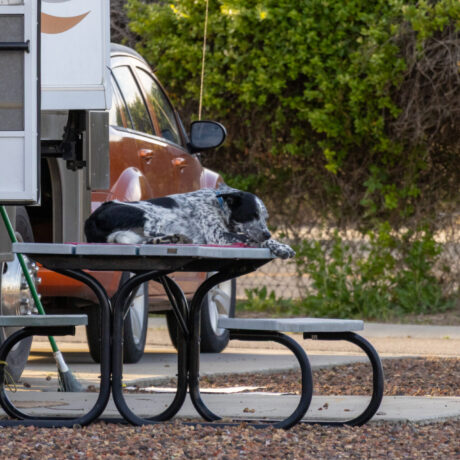 Pet friendly RV Park at Flag City RV Resort in Lodi, CA.